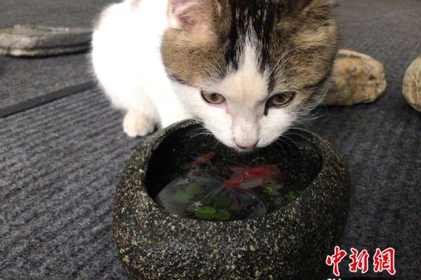 維尼修斯社媒：我們是最大的俱樂部，我們會(huì)一如既往強(qiáng)勢(shì)回歸